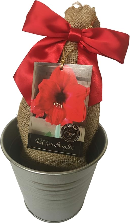 Rustic Tin Red Lion Amaryllis Holiday Gift Growing Kit Deluxe Edition. Includes a Rustic Silver Pot 1 Large Bulb a Burlap Gift Bag and Professional Growing Medium