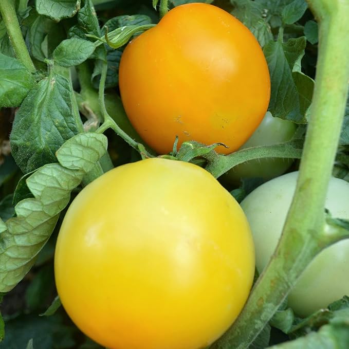 Manyel Tomato Seeds - 0.25 Oz ~1700 Seeds - Non-GMO Heirloom - Vegetable Garden - Solanum lycopersicum