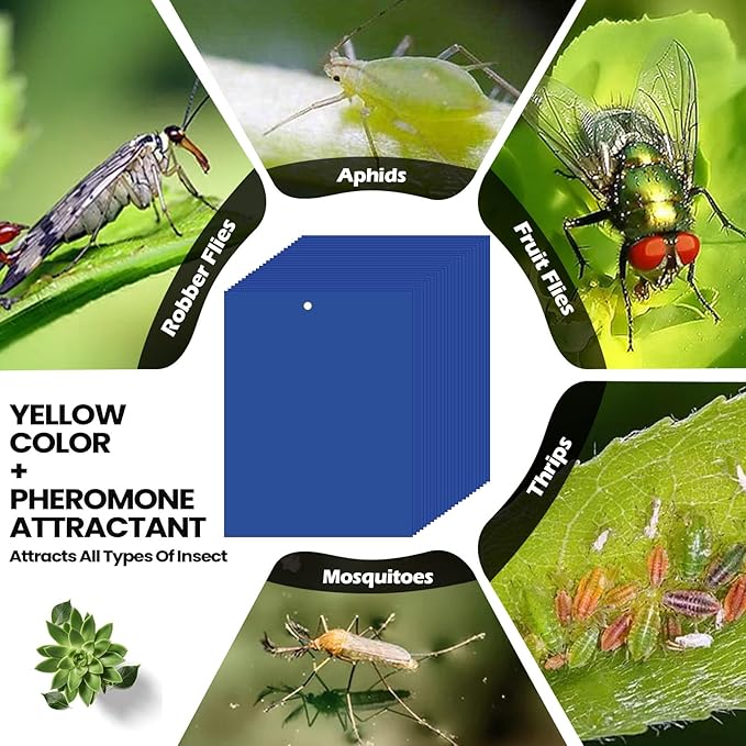 Qualirey 100 Pcs 6 x 8 Inch Sticky Traps for Gnats Dual Sided Fruit Fly Sticky Traps for Indoor and Outdoor Plant with Twist Ties and Plastic Holders for Flying Plant Insect Fungus Gnats (Blue)