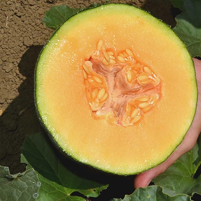Cantaloupe Melon Garden Seeds - Ambrosia Hybrid - 100 Seeds - Non-GMO Vegetable Gardening Seed - Fruit