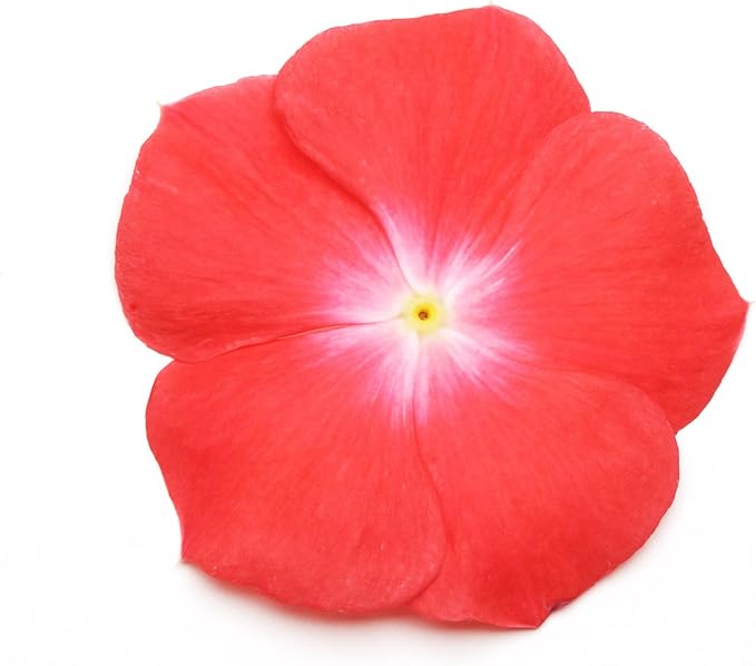 Vinca Flower Garden Seeds - Pacifica XP Series - Orange - 1000 Seeds - Annual Flower Gardening Seed