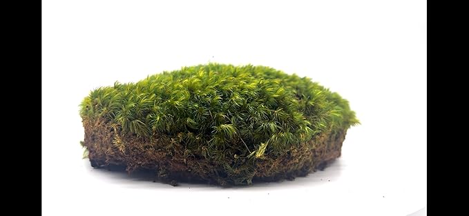 Preserved Mood Moss 4LB Spring Green Collection Natural Dyed for Moss Art Walls Floral Arrangements Terrariums Interior Design Projects
