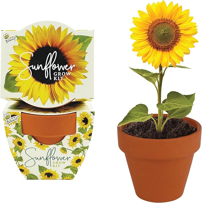 BUZZY Seeds All-in-One Sunflower Mini Terracotta Pot Grow Kits 12-Pack Indoor Mini Garden Seed Starter Grow Your Own Vibrant Flowers DIY Plant Project Gardening Gift Party Favors