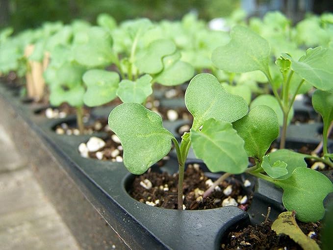 Food to Live Organic Broccoli Seeds for Sprouting 10 Pounds – Non-GMO Vegan Kosher Sirtfood Bulk. Rich in Sulforaphane Vitamin C. Grow Sprouts Microgreens for Salads and Sandwiches