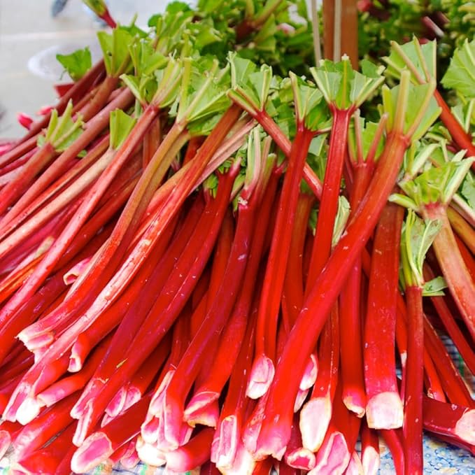 2 Rhubarb Plants Root for Planting Red Rhubarb Plant Roots Size 3 to 6 Inch Perennial Hardy Vegetable Plants for Planting Outdoors