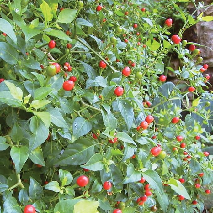 2 Pots 3 Chili Pequin Pepper Plants 3-5 Inch Tall Red Hot Pepper Seedling Piquin Peppers Plants