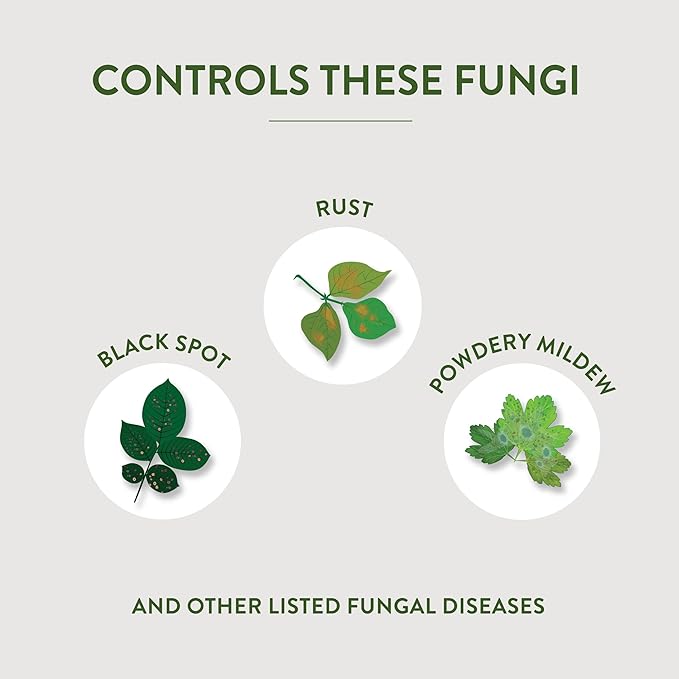 Garden Safe Fungicide 1 Gallon With Neem Oil Extract To Control Black Spot Rust Powdery Mildew Aphids Spider Mites Whiteflies Mites On Flowers Houseplants Fruits And Vegetables 4 Pack