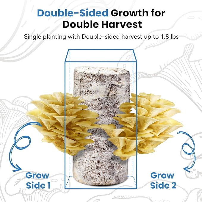 Organic Edible 4lbs Golden Oyster Mushroom Growing Kit Made in USA Double-Side Mushroom Grow Kit Indoor Harvest Gourmet Mushrooms in 10 Days Top Gardening Gift Holiday Gift