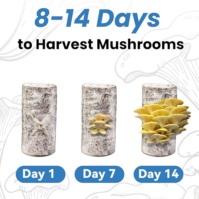 Organic Edible 4lbs Golden Oyster Mushroom Growing Kit Made in USA Double-Side Mushroom Grow Kit Indoor Harvest Gourmet Mushrooms in 10 Days Top Gardening Gift Holiday Gift