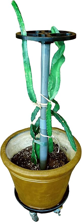 Dragon Fruit Trellis Tower Plant Cage Cactus Climbing Support (40-inch/Dark Gray (Schedule 80))