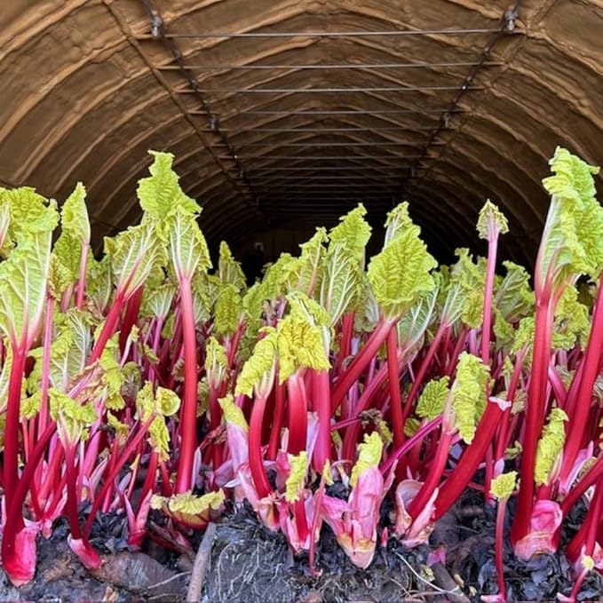 2 Rhubarb Plants Root for Planting Red Rhubarb Plant Roots Size 3 to 6 Inch Perennial Hardy Vegetable Plants for Planting Outdoors