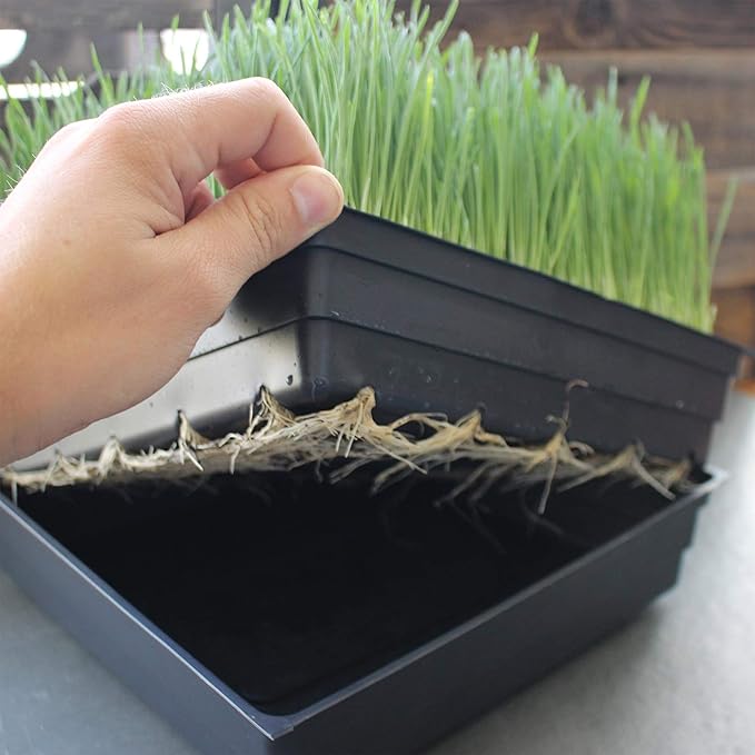 10-Pack 1020 Garden Growing Trays without Drain Holes - 10 x 20 Plastic Plant Trays No Holes - Wheatgrass Sprouting Tray Microgreens Seed Tray Hydroponic Trays Nursery Flats Greenhouse Supplies