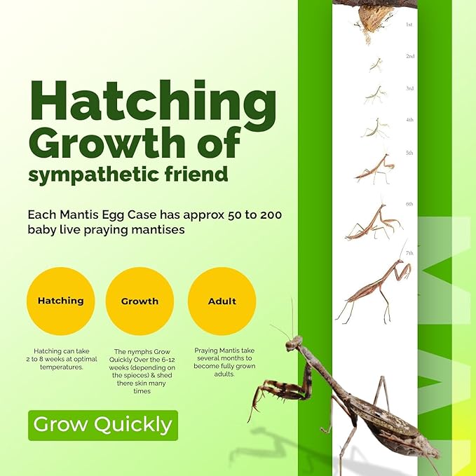 USMANTIS Carolina Praying Mantis Egg Cases (Ten Egg Cases) - Beneficial for Stem Education and Gardening Each Egg Case Produces Approximately 50 to 200 Baby Nymphs Praying mantises