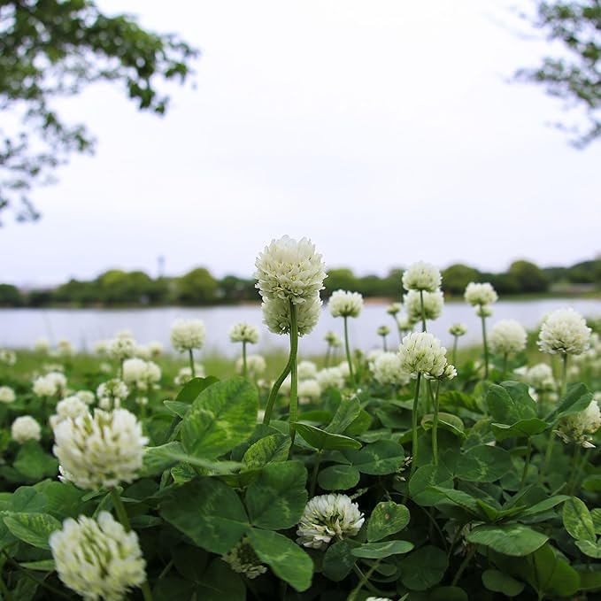 White Dutch Clover Seeds - 5 Lb - Lawn Pasture &amp Cover Crop Seed by Mountain Valley Seeds