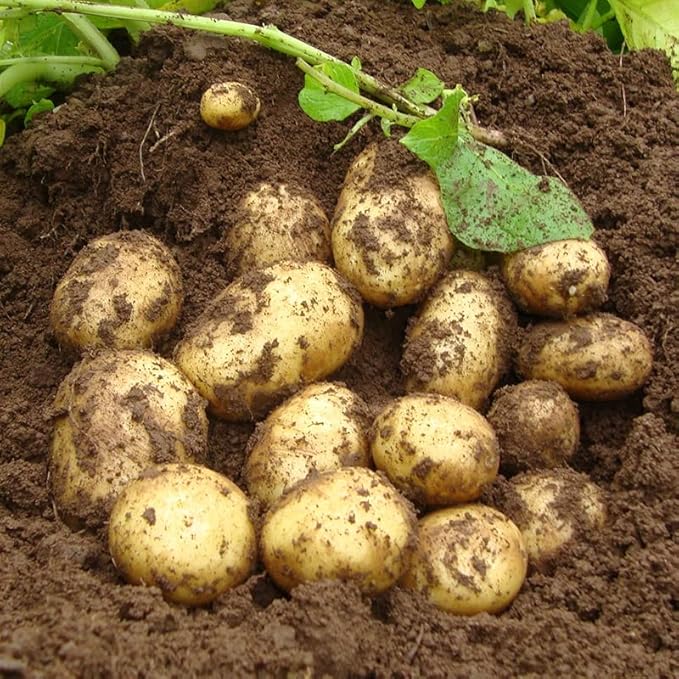 German Butterball Certified Seed Potatoes - Non GMO Naturally Grown - Whole Potatoes - American Raised - 3Lb