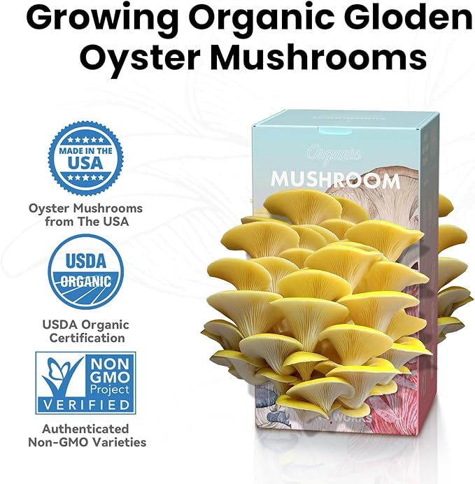 Organic Edible 4lbs Golden Oyster Mushroom Growing Kit Made in USA Double-Side Mushroom Grow Kit Indoor Harvest Gourmet Mushrooms in 10 Days Top Gardening Gift Holiday Gift