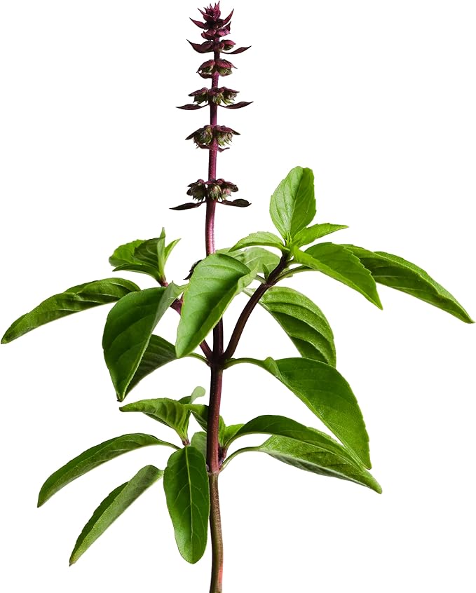 edn SmallGarden Thai Basil Variety SeedPods - 10 Pack