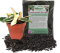 Hoya Krimson Queen and Soil Mix Combo - Live Plant in a 4 Inch Pot with 1 Quart HousePlant Soil Mix - Hoya Carnosa 'Krimson Queen' with Custom Soil Blend