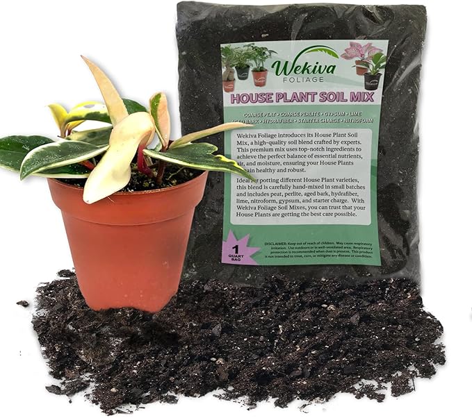 Hoya Krimson Queen and Soil Mix Combo - Live Plant in a 4 Inch Pot with 1 Quart HousePlant Soil Mix - Hoya Carnosa 'Krimson Queen' with Custom Soil Blend