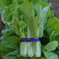 Cabbage Seeds - Pak Choi - QD- 2 Express - Hybrid - 1 Lb ~160000 Seeds - Non-GMO F1 Hybrid - Asian Garden Vegetable