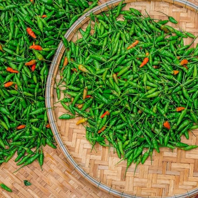 Sets 2 Chile Pequine Pepper Plants Live Super Hot Peppers Live Plants 90 Days Old Hot Chili Plant for Spring Planting