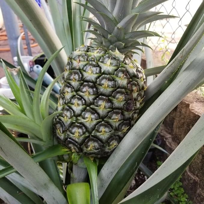 2 White Jade Pineapple Plants Pineapple Plants Live for Planting Sweet Pineapple Starters Plant for Home Garden and Containers