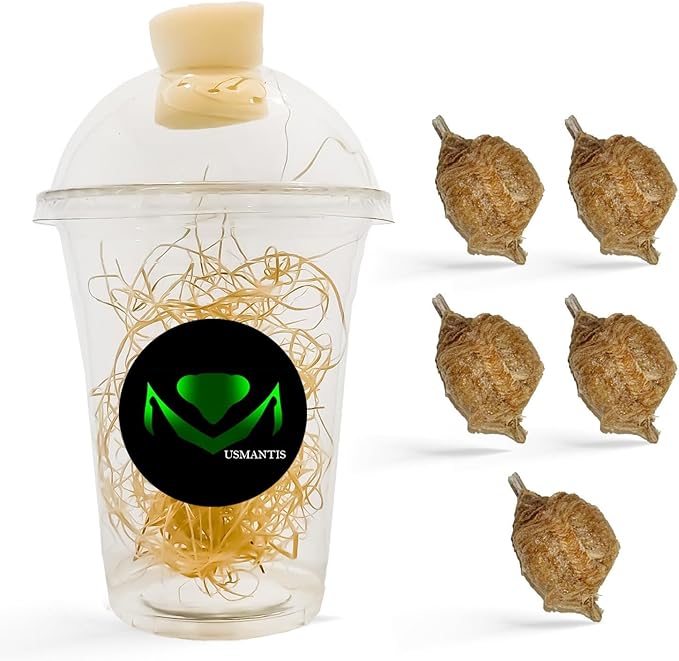 Chinese Praying Mantis Ootheca Egg Case with Hatching Habitat Transparent Cup - Five Egg Case - Beneficial for Stem Education and Gardening Egg Case Produces Approximately up to 400 Baby Nymphs