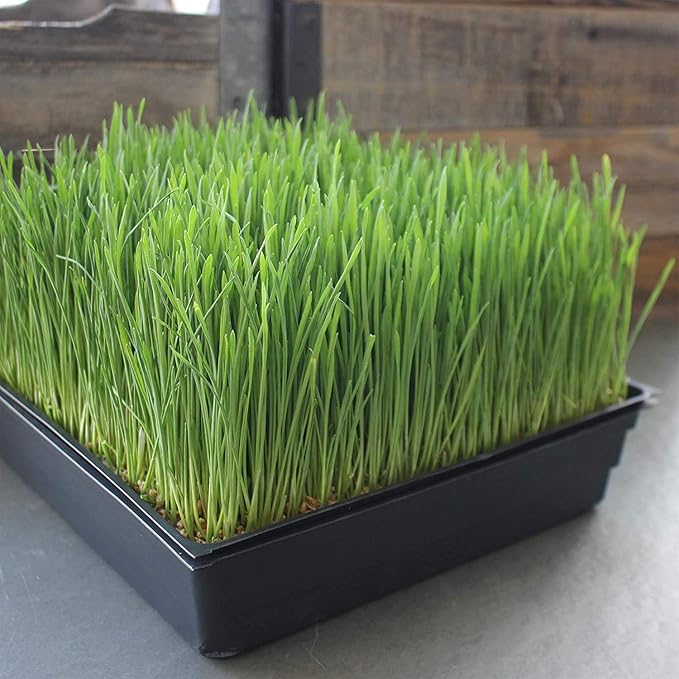 10 x 10 Garden Growing Trays with Drain Holes - 50-pack Recyclable Plastic Plant Trays for Wheatgrass Sprouting Tray Microgreens Growing Trays Hydroponic Trays Nursery Flats Greenhouse Supplies