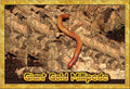 Insectsales.com Live Giant Gold Millipede Educational &amp Fun (Orthroporus ornatus)