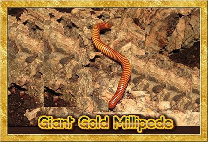 Insectsales.com Live Giant Gold Millipede Educational &amp Fun (Orthroporus ornatus)