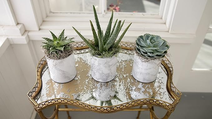 Espoma Organic Cactus Potting Soil Mix Natural &amp Organic Soil for Cactus Succulent Palm and Citrus Grown in containers Both Indoors and Outdoors 8 qt Pack of 2