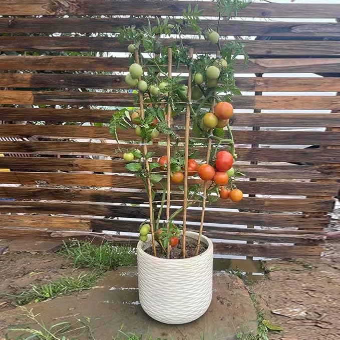 Natural Bamboo Trellis 3Feet3PackFan-Shaped Plant Support Trellis for Outdoor and Indoor Potted Climbing PlantsVegetables Cucumber Tomato Hoya
