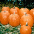 Pumpkin Garden Seeds - Howden Biggie Variety - 100 (Treated) Seeds - Non-GMO Heirloom Pumpkins - Rich Orange - Extra-Large Jack O'Lantern