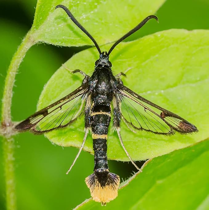 VivaTrap VT-105 Peach Tree Borer + Clearwing Moth Trap &amp Lure (2 Pack 8 Week)
