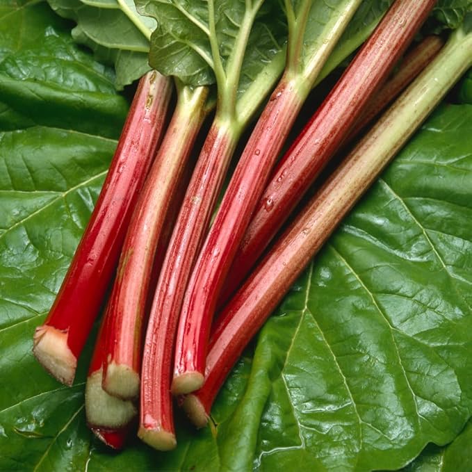2 Rhubarb Plants Root for Planting Red Rhubarb Plant Roots Size 3 to 6 Inch Perennial Hardy Vegetable Plants for Planting Outdoors