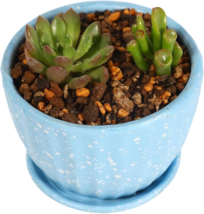 Japanese Cactus Succulent &amp Aloe Vera Potting Soil Mix - 6L Peat-Free