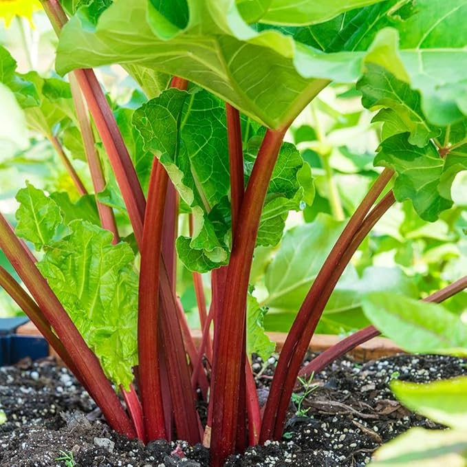 XXL Victoria Rhubarb Crown - Perennial High Yielding Rhubarb Crown Ready to Plant | Perfect for Home Gardeners - Easy to Grow and Low Maintenance (3 Pack)
