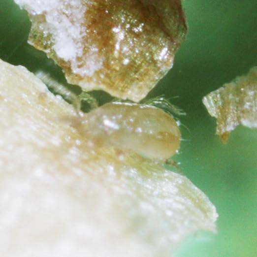 Natures Good Guys - Amblyseius cucumeris - Slow Release Hanging Sachets (25 Sachets with 1000 Mites)