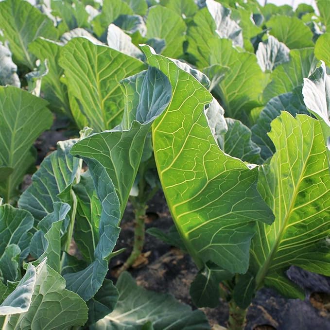 Outsidepride Bayou Kale Seeds - 5 lb. Annual Versatile &amp Cold-Tolerant Cover Crop Seeds for Planting Large Resilient Foliage for Livestock Grazing Erosion Control &amp Easy Growth