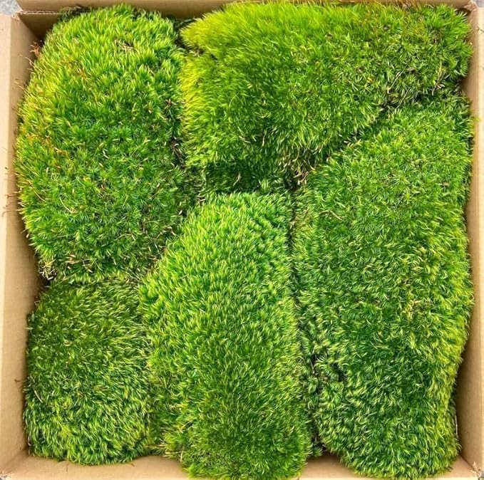 Preserved Mood Moss 4LB Spring Green Collection Natural Dyed for Moss Art Walls Floral Arrangements Terrariums Interior Design Projects