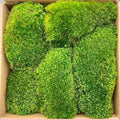 Preserved Mood Moss 4LB Spring Green Collection Natural Dyed for Moss Art Walls Floral Arrangements Terrariums Interior Design Projects