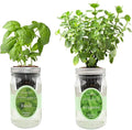 2-Pack Hydroponic Mason Jar Herb Garden Kit Indoor Herb Garden Self-Watering Starter Kit (BasilOregano)