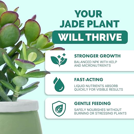 Jade Fertilizer – Gentle Liquid Plant Food for Thick Leaves Healthy Growth &amp Vibrant Color 32 oz