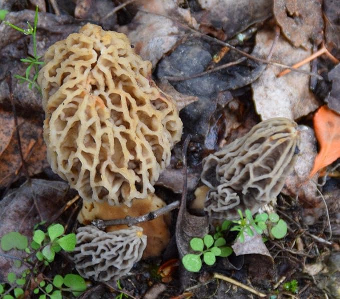 MOREL HABITAT KIT® Morel Mushroom Growing Kit (Morchella) Compatible with Any Soil Type Across the U.S. Outdoor Garden &amp Backyard Cultivation Set with Full Instructions - Made in the USA
