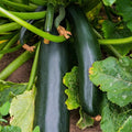 TomorrowSeeds - Black Beauty Zucchini Seeds - 1 Pound ~ 3400+ Count - for 2026 Planting AAS Winner Dark Green Summer Squash Courgette Bush Garden Vegetable Fresh Grow Your Own Home Farm Patio Healthy