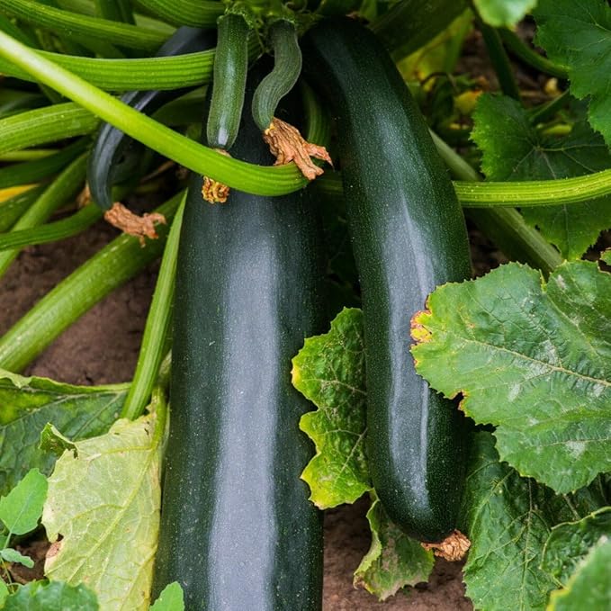 TomorrowSeeds - Black Beauty Zucchini Seeds - 1 Pound ~ 3400+ Count - for 2026 Planting AAS Winner Dark Green Summer Squash Courgette Bush Garden Vegetable Fresh Grow Your Own Home Farm Patio Healthy
