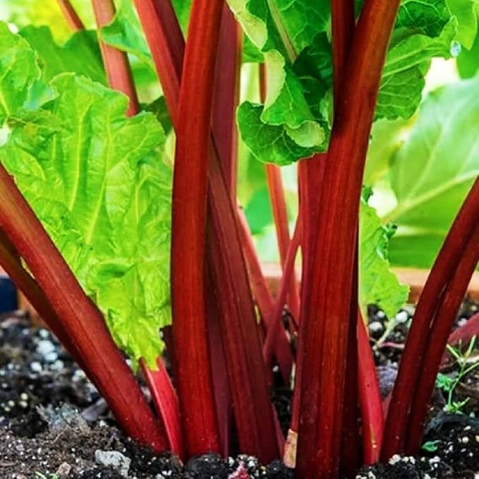 XXL Victoria Rhubarb Crown - Perennial High Yielding Rhubarb Crown Ready to Plant | Perfect for Home Gardeners - Easy to Grow and Low Maintenance (3 Pack)