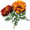 Marigold - Complete Seed Pod Plugs with Plant Food - 10 Pods for Hydroponic Gardens Click and Grow Lettuce Grow and Outdoor Gardens