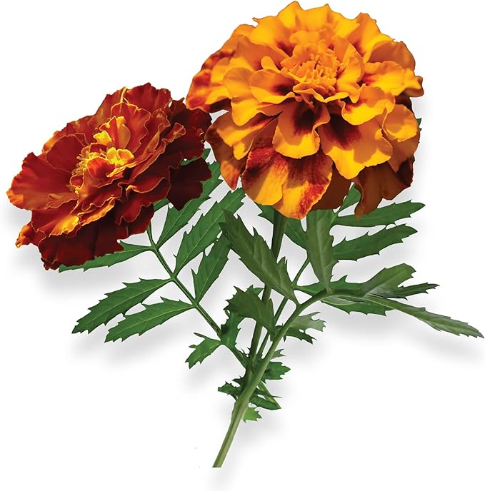 Marigold - Complete Seed Pod Plugs with Plant Food - 10 Pods for Hydroponic Gardens Click and Grow Lettuce Grow and Outdoor Gardens
