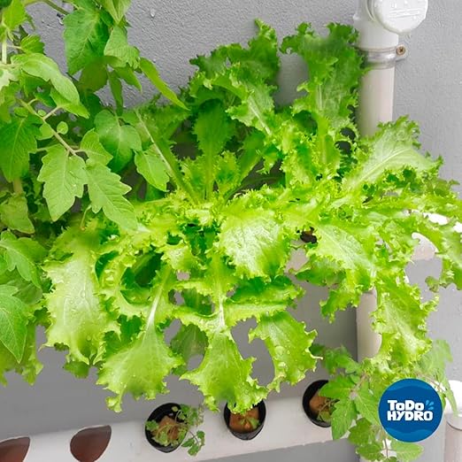 ToDo Hydro Macrobionic and Microbionic Solid Nutrient Solution Big Yields (Yield 160 gal)